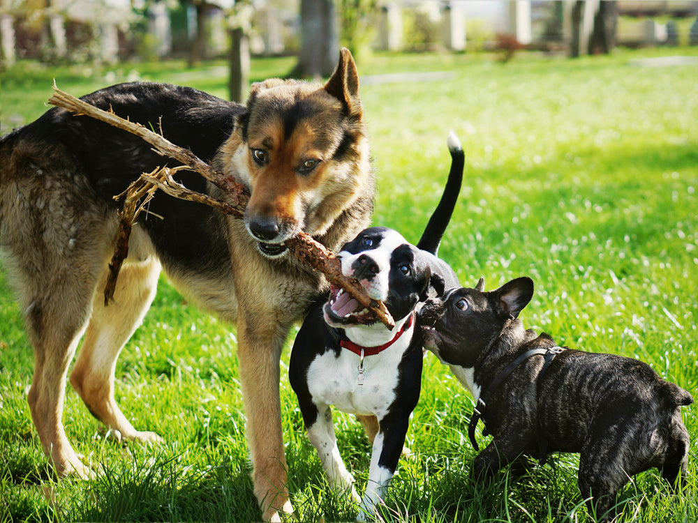 Paws and Play: Unleashing the Magic of Dog Playtime