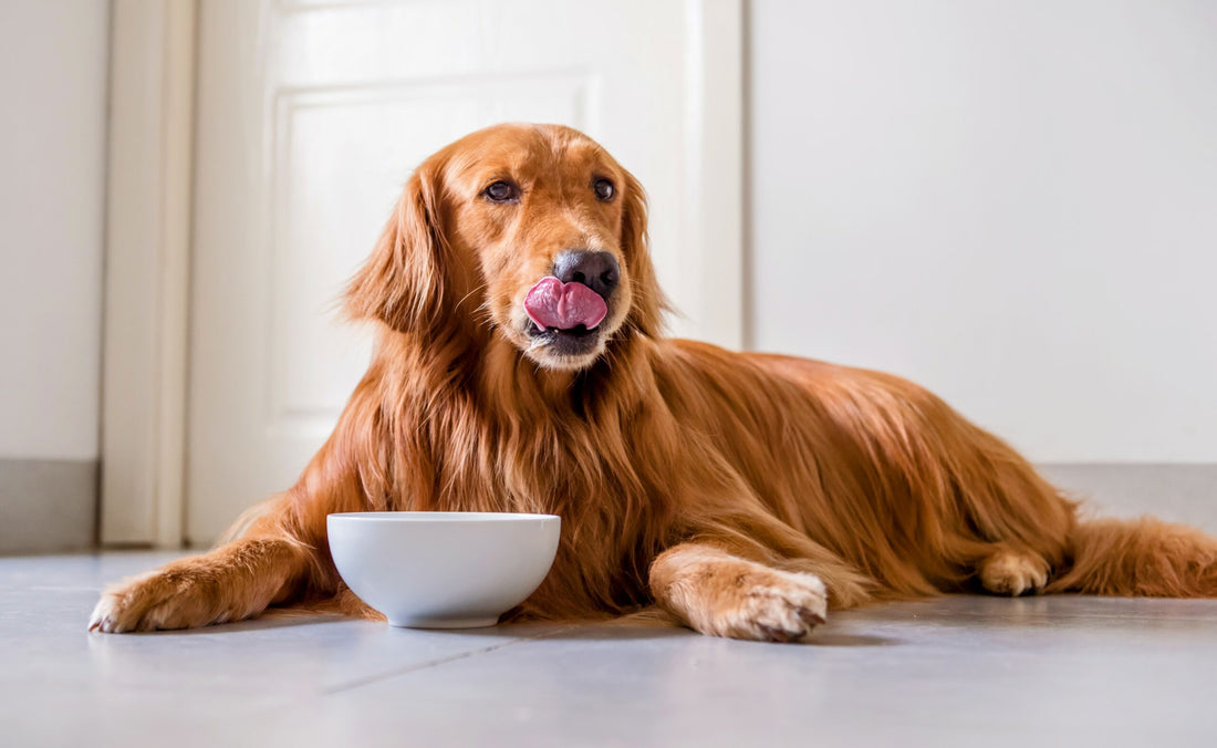 A Comprehensive Guide to Enhancing Your Dog's Health and Well-being