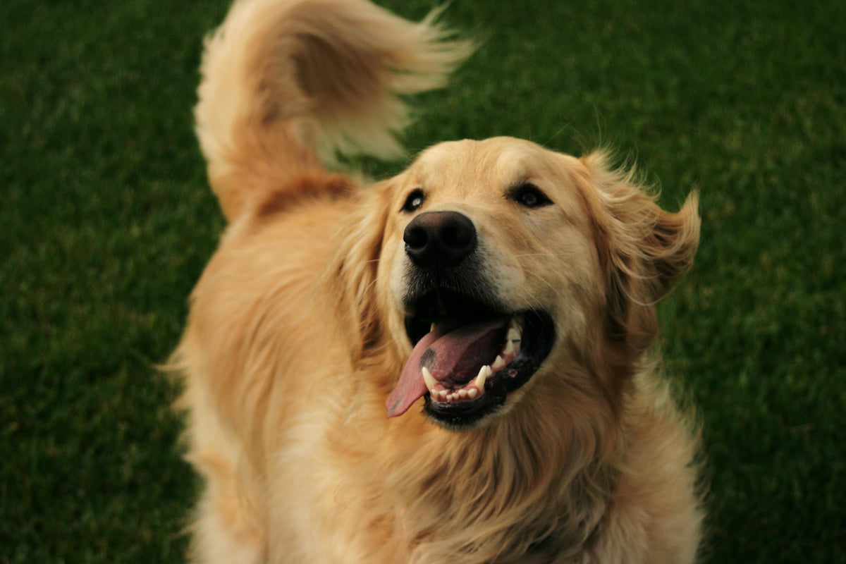 Decoding the Canine Conversation: The Intriguing Tale of Dog Tail Wagging